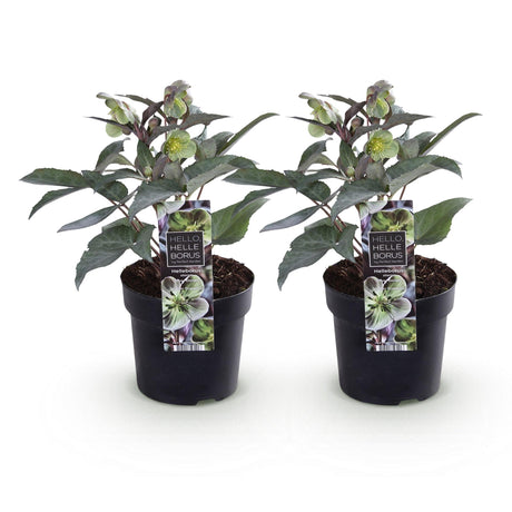 Livraison plante Hellébore Sternii Silver Dollar – Lot de 2 – Pot 14 cm