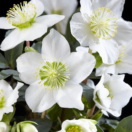 Livraison plante Helleborus Christmas Carol – Lot de 2 – Pot 14 cm