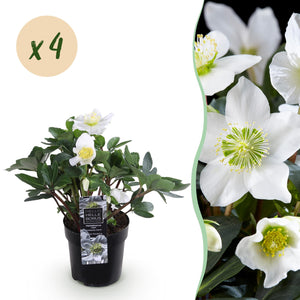 Livraison plante Helleborus Christmas Carol – Lot de 4 – Hauteur 25 cm
