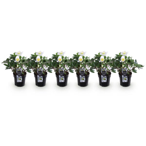 Livraison plante Helleborus Christmas Carol – Lot de 6 – Pot 10,5 cm