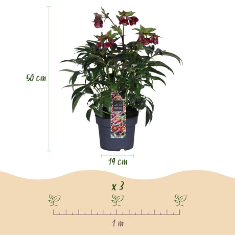 Livraison plante Helleborus Dacaya – Lot de 1 – Pot 19 cm – Hauteur 50 cm