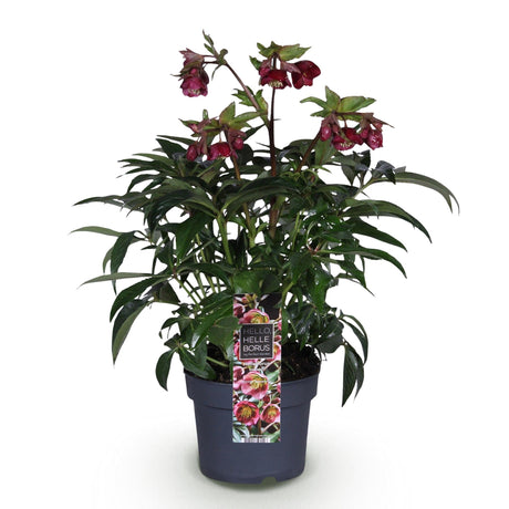 Livraison plante Helleborus Dacaya – Lot de 1 – Pot 19 cm – Hauteur 50 cm