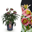 Livraison plante Helleborus Dacaya – Lot de 1 – Pot 19 cm – Hauteur 50 cm