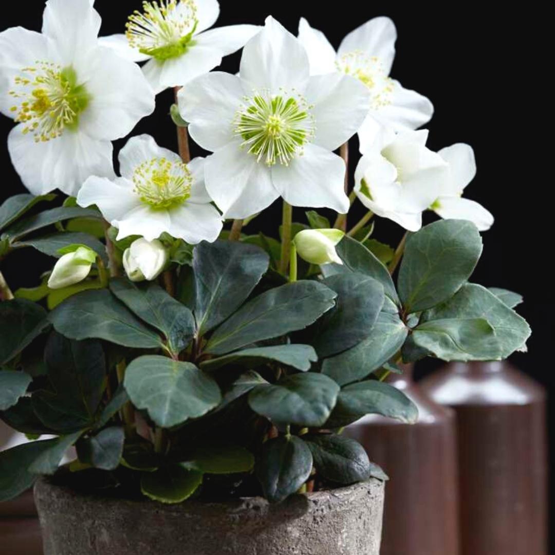 Livraison plante Helleborus niger 'Christmas Carol' - Lot de 6