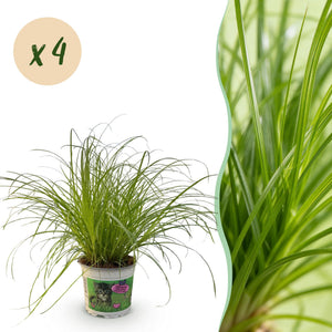 Livraison plante Herbe à chat - Cyperus alternifolius Zumula