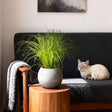 Livraison plante Herbe à chat - Cyperus alternifolius Zumula