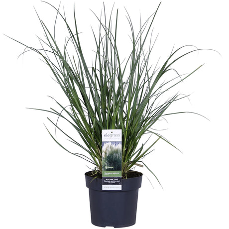 Livraison plante Herbe de pampa - ↨60cm - Ø19 - arbuste