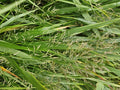 [NL: Herbe Du Japon (Hakonechloa macra) '']