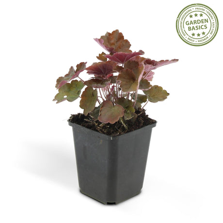 Livraison plante Heuchera mic. 'Palace Purple'