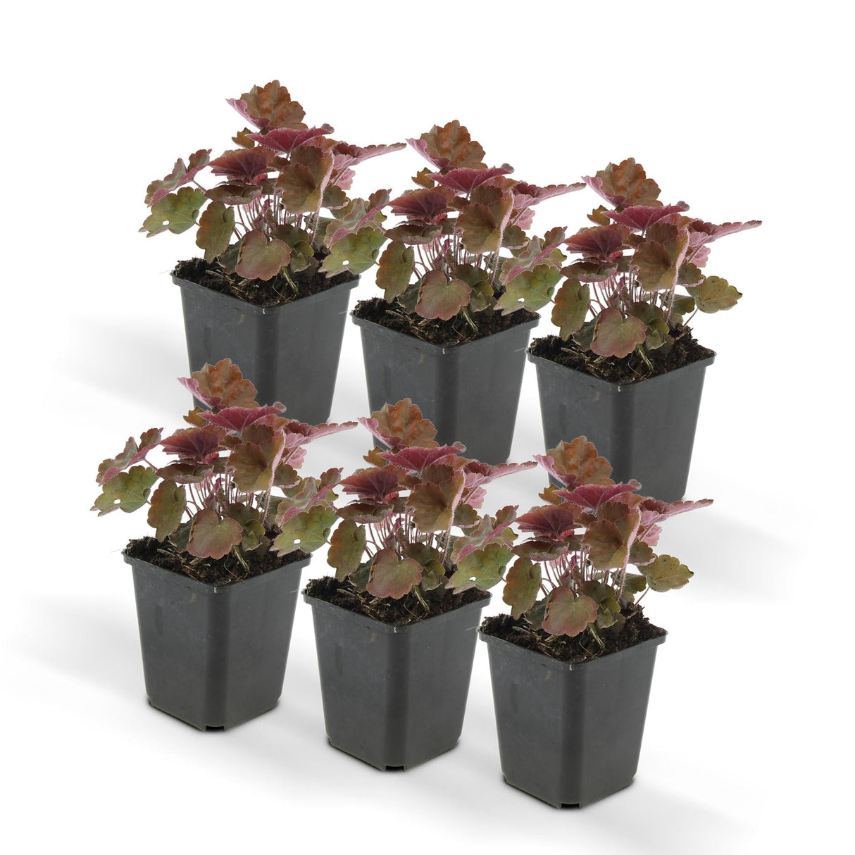 Livraison plante Heuchera Palace Purple