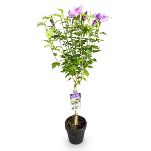 Livraison plante Hibiscus Lavendor Chiffon – Pot 19 cm – Hauteur 90 cm