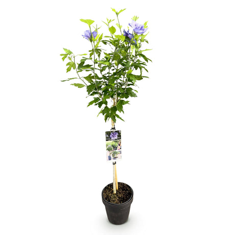 Livraison plante Hibiscus syriacus Blue Chiffon® – Pot 19 cm – Hauteur 90 cm