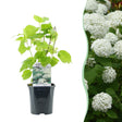 Livraison plante Hortensia Annabelle – Lot de 1 – Pot 17 cm – Hauteur 50 cm