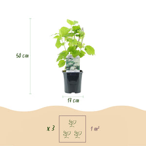 Livraison plante Hortensia Annabelle – Lot de 3 – Pot 17 cm – Hauteur 50 cm