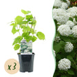 Livraison plante Hortensia Annabelle – Lot de 3 – Pot 17 cm – Hauteur 50 cm