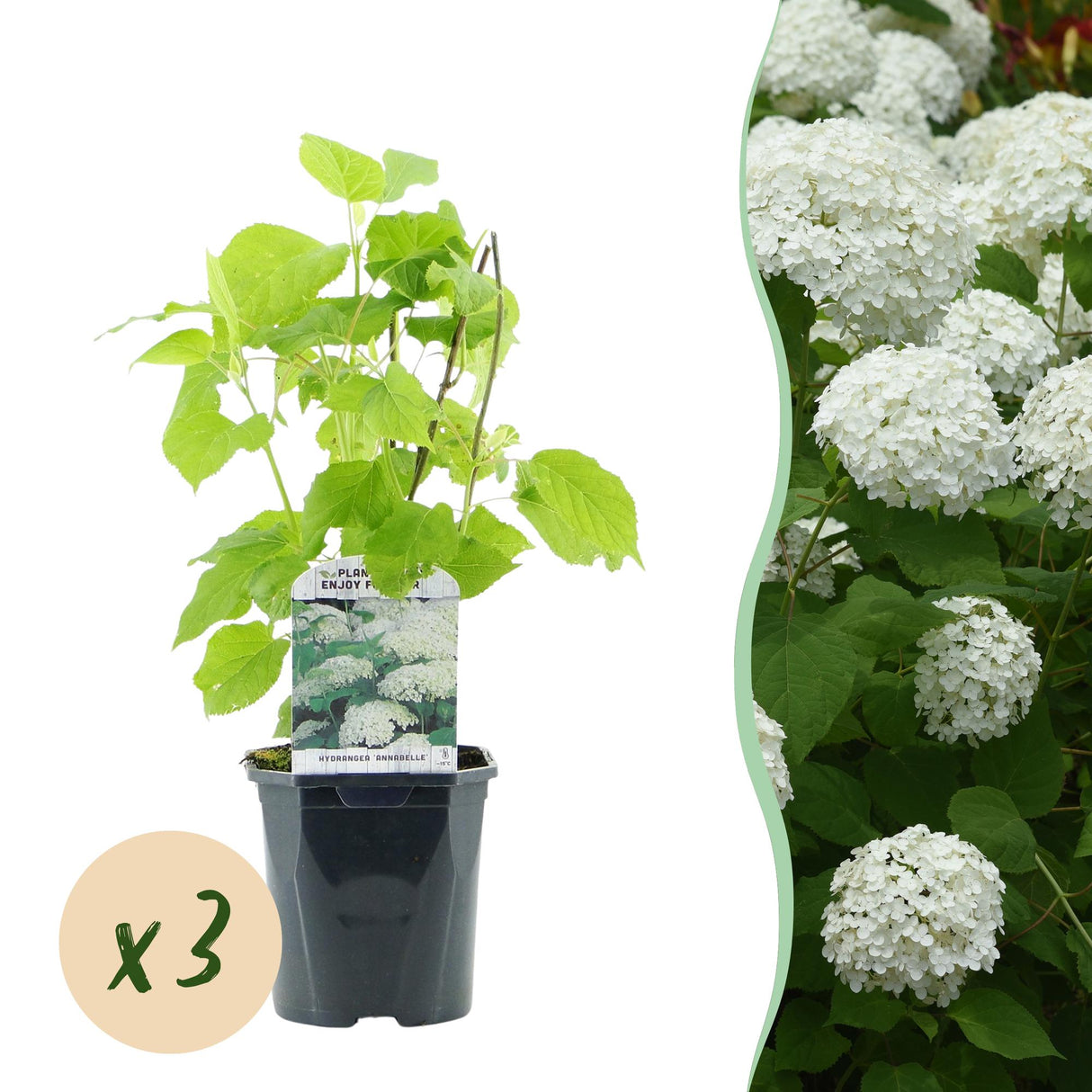 Livraison plante Hortensia Annabelle – Lot de 3 – Pot 17 cm – Hauteur 50 cm