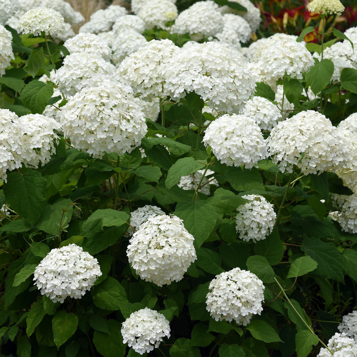 Livraison plante Hortensia Annabelle – Lot de 3 – Pot 17 cm – Hauteur 50 cm
