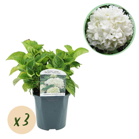 Livraison plante Hortensia blanc – Lot de 3 – Pot 17 cm – Hauteur 30 cm