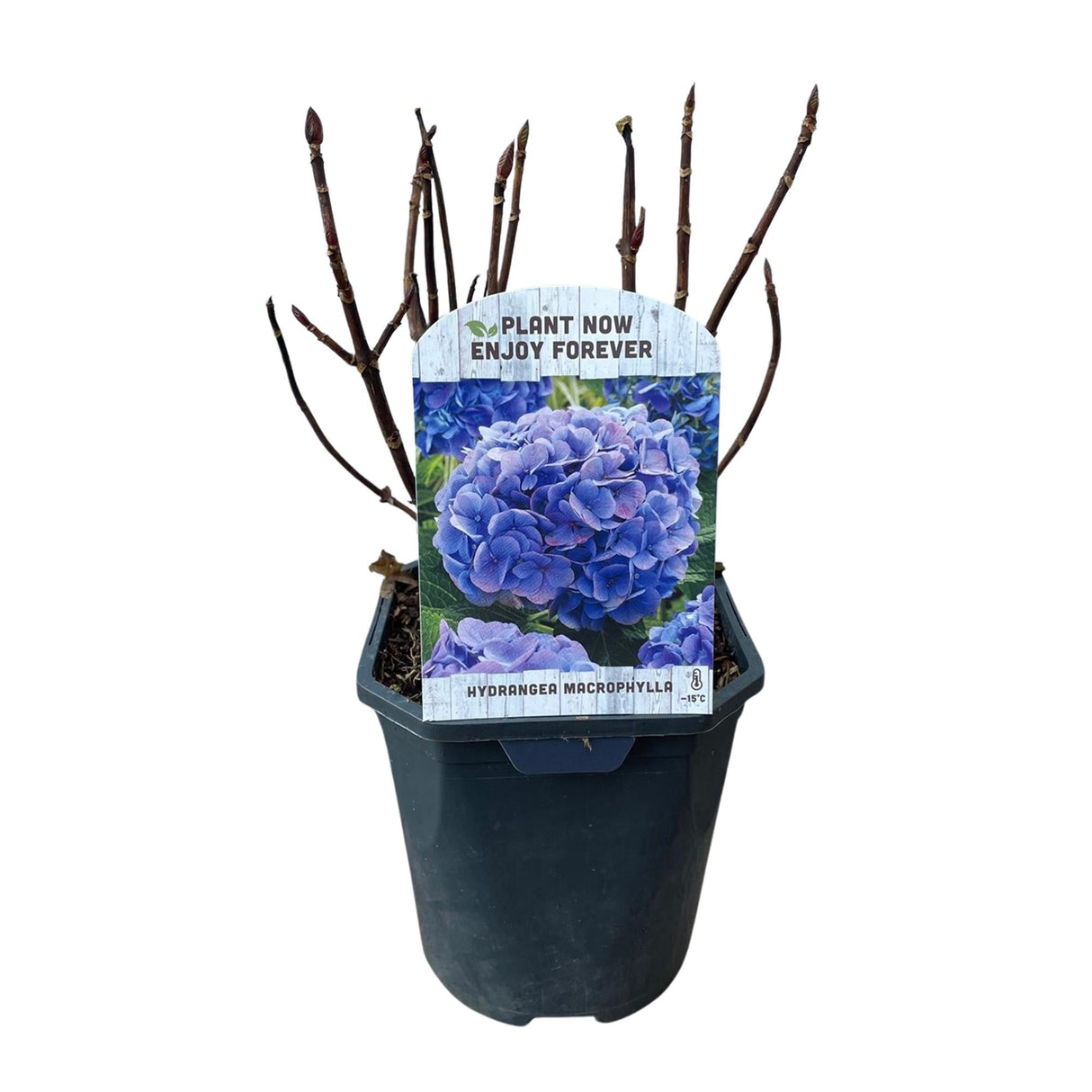 Livraison plante Hortensia Blauw – Lot de 3 – Pot 17 cm – Hauteur 30 cm
