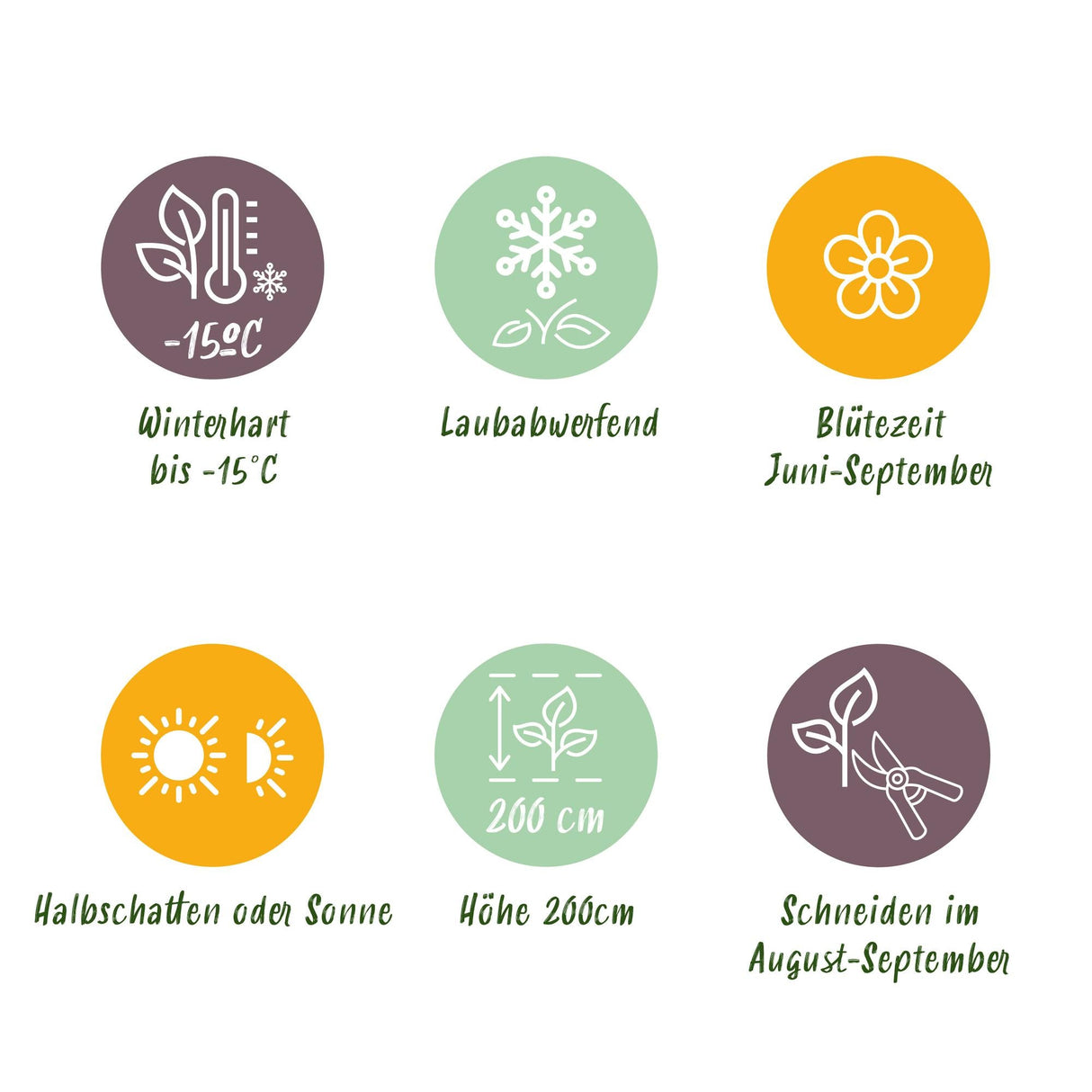 Livraison plante Hortensia Blauw – Lot de 3 – Pot 17 cm – Hauteur 30 cm