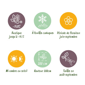 Livraison plante Hortensia Blue – Lot de 1 – Pot 17 cm – Hauteur 30 cm