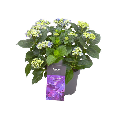 Livraison plante Hortensia curly parme 9 - 15 têtes - plante fleurie d'extérieur
