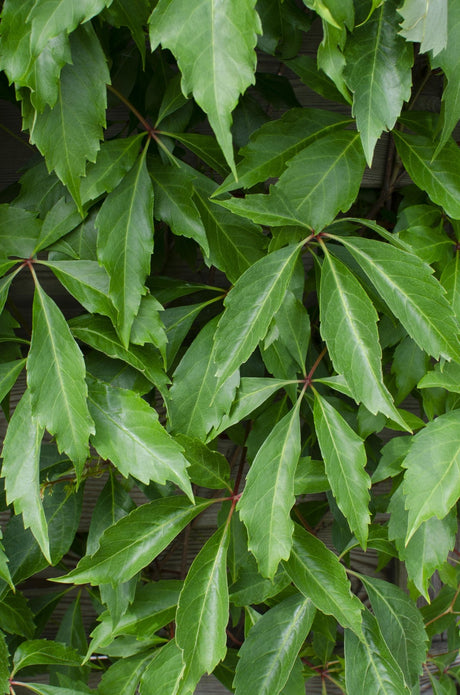 Livraison plante Hortensia 'Engelmannii'