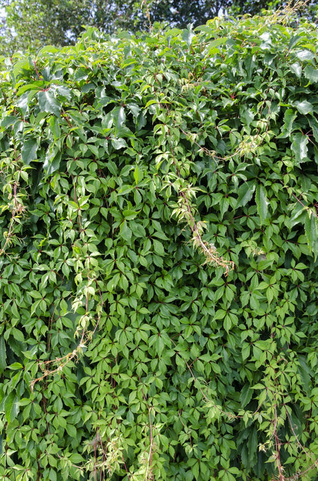 Livraison plante Hortensia 'Engelmannii'