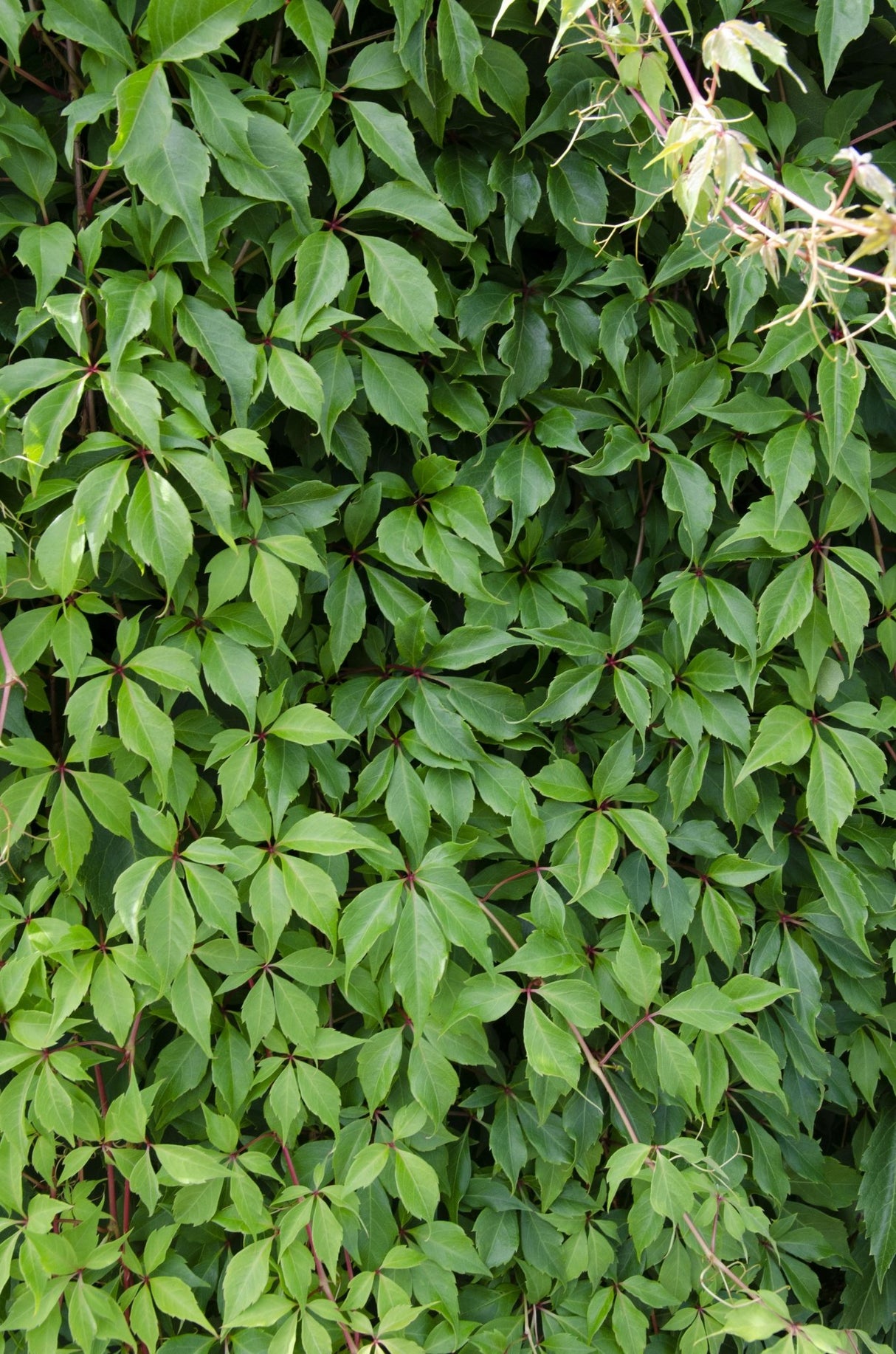 Livraison plante Hortensia 'Engelmannii' - Lot de 3