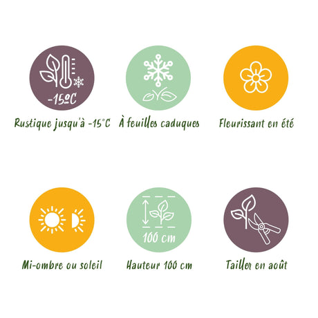 Livraison plante Hortensia Forever & Ever bleu – Lot de 2 – Pot 23 cm