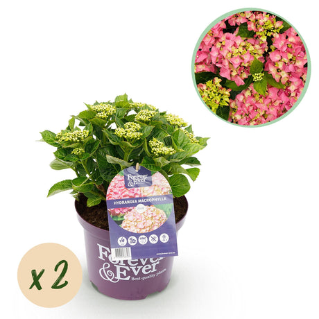 Livraison plante Hortensia Forever & Ever – Lot de 2 – Pot 23 cm