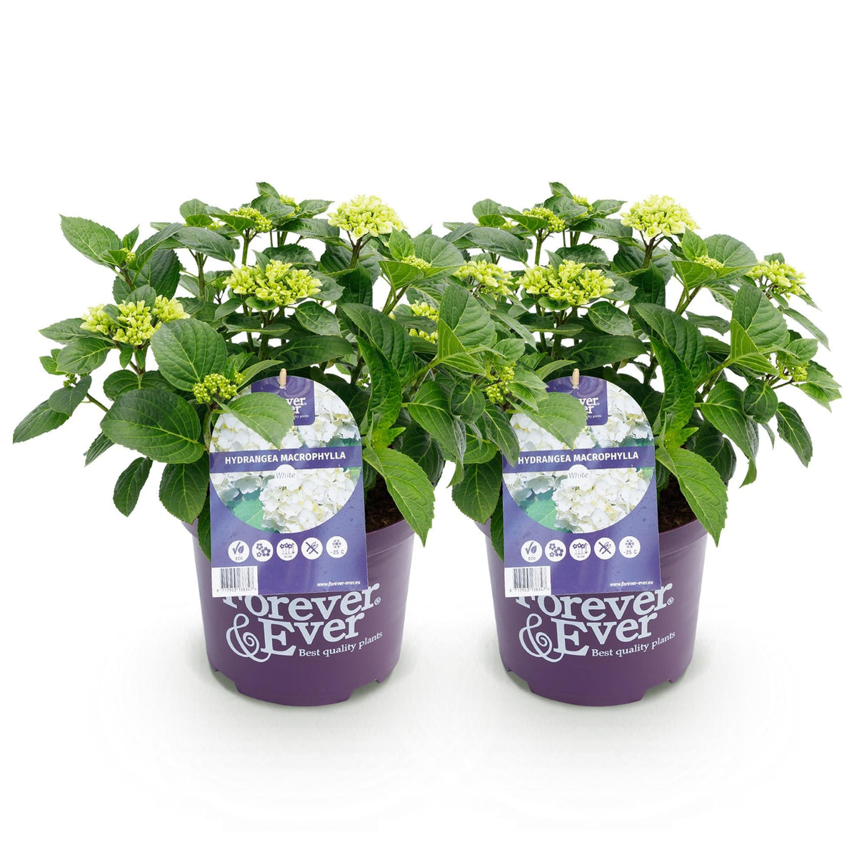 Livraison plante Hortensia Forever & Ever – Lot de 2 – Pot 23 cm