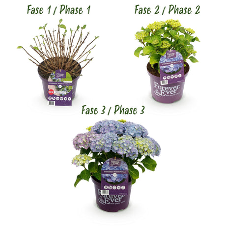 Livraison plante Hortensia Forever & Ever – Pot 23 cm – Hauteur 55 cm
