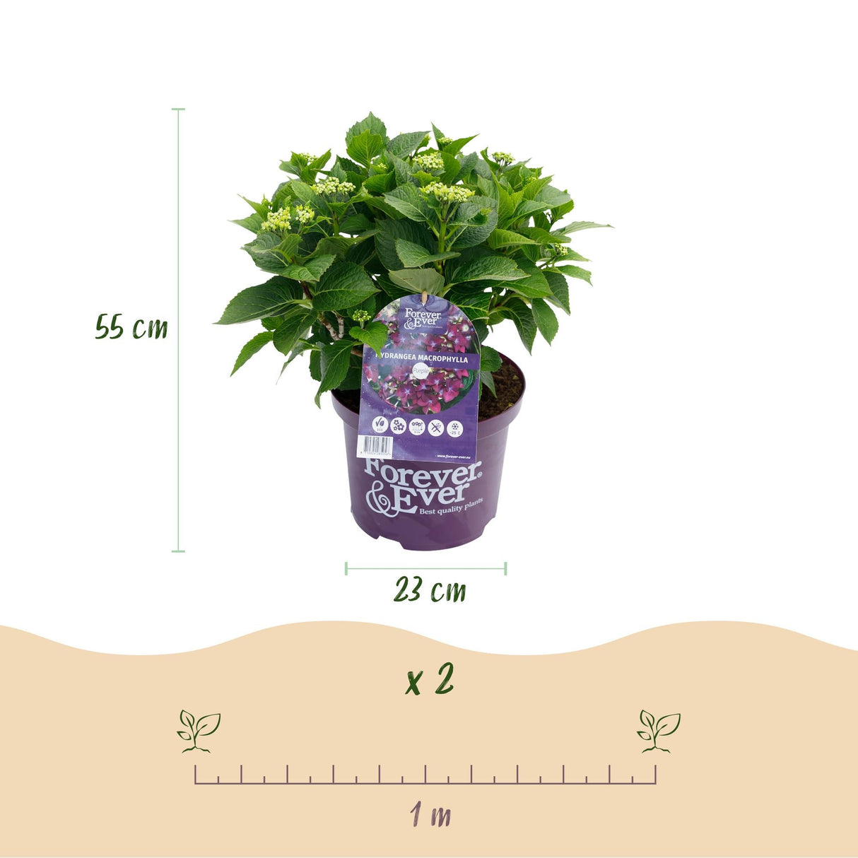 Livraison plante Hortensia Forever & Ever – Pot 23 cm – Hauteur 55 cm