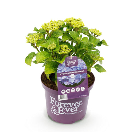 Livraison plante Hortensia Forever & Ever – Pot 23 cm – Hauteur 55 cm