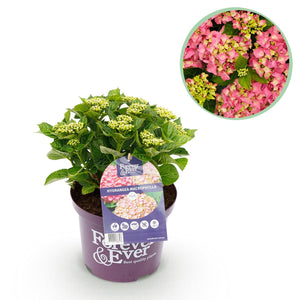 Livraison plante Hortensia Forever & Ever – Pot 23 cm – Hauteur 55 cm