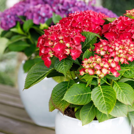 Livraison plante Hortensia Forever & Ever Rouge – Pot 23 cm – Hauteur 55 cm