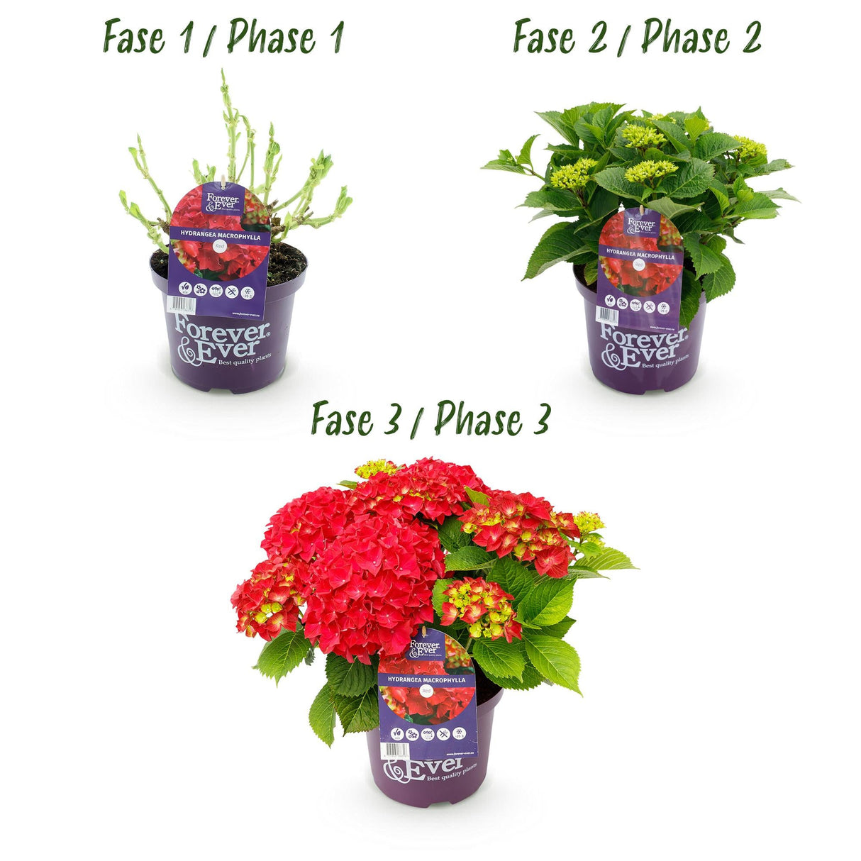 Livraison plante Hortensia Forever & Ever Rouge – Pot 23 cm – Hauteur 55 cm
