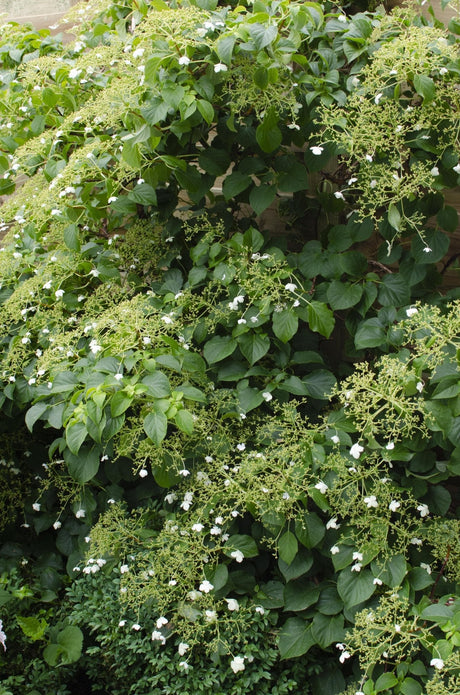 Livraison plante Hortensia grimpant - ↨65 cm - Ø15 - plante d'extérieur fleurie et grimpante