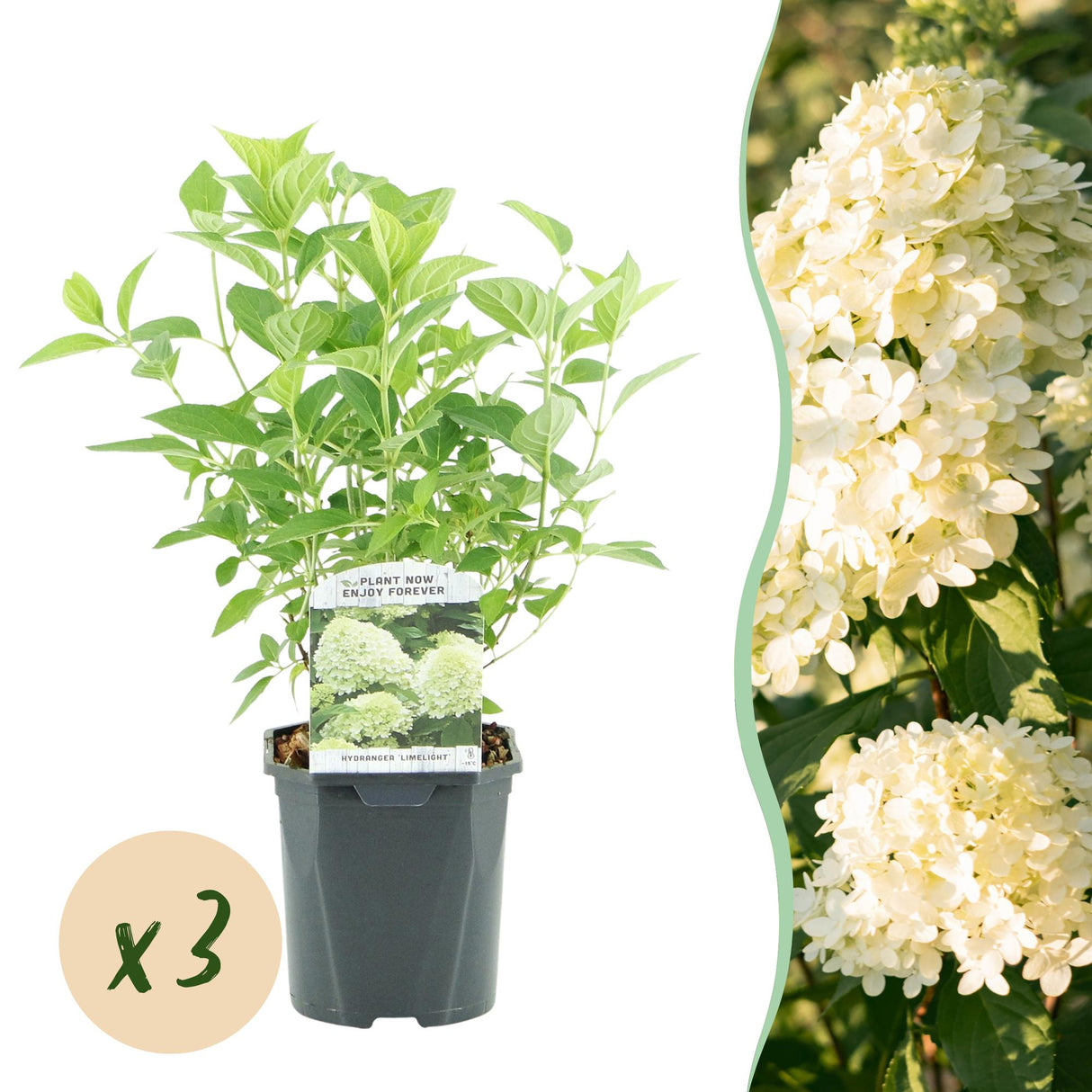 Livraison plante Hortensia Limelight – Lot de 3 – Pot 17 cm – Hauteur 50 cm