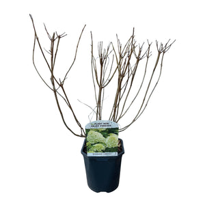 Livraison plante Hortensia Limelight – Lot de 3 – Pot 17 cm – Hauteur 50 cm
