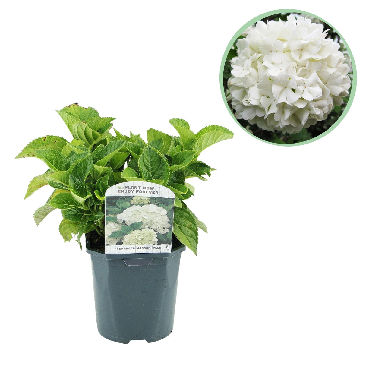 Livraison plante Hortensia Macrophylla Blanc