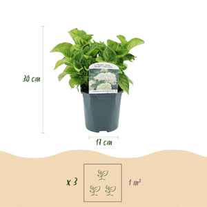 Livraison plante Hortensia Macrophylla Blanc – Pot 17 cm – Hauteur 30 cm
