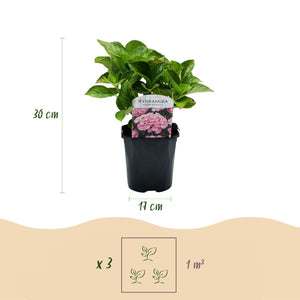 Livraison plante Hortensia macrophylla Pink – Pot 17 cm – Hauteur 30 cm