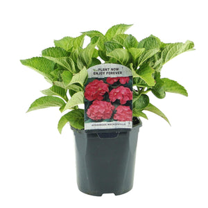 Livraison plante Hortensia macrophylla Rouge – Pot 17 cm – Hauteur 30 cm