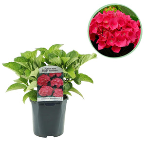 Livraison plante Hortensia macrophylla Rouge – Pot 17 cm – Hauteur 30 cm