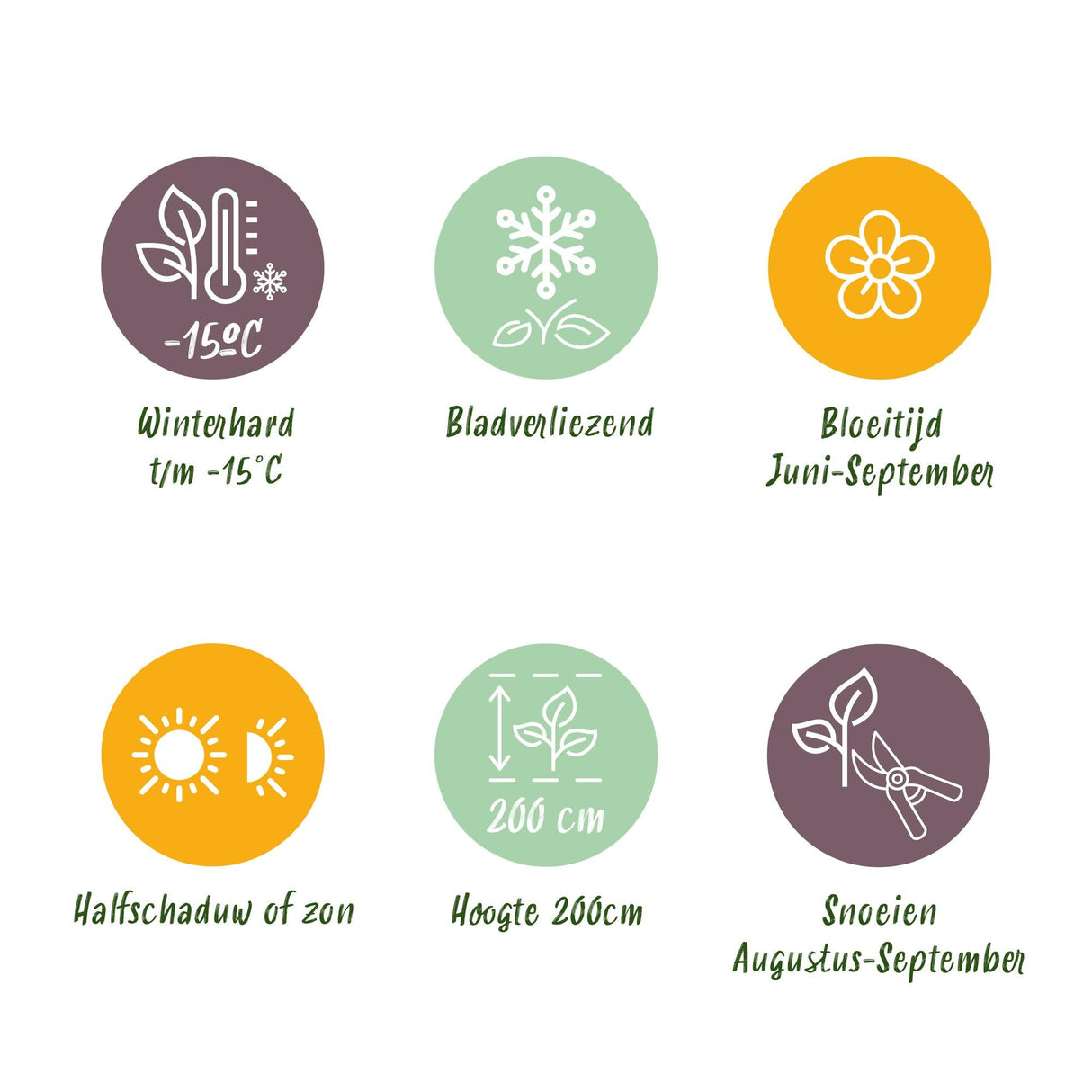 Livraison plante Hortensia macrophylla Rouge – Pot 17 cm – Hauteur 30 cm