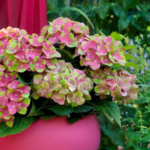 Livraison plante Hortensia Magical Green Fire – Lot de 2 – Pot 23 cm