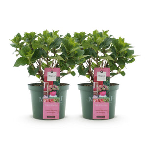 Livraison plante Hortensia Magical Green Fire – Lot de 2 – Pot 23 cm