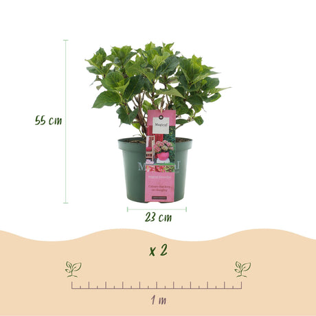 Livraison plante Hortensia Magical Green Fire – Lot de 2 – Pot 23 cm